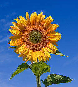 250px-Sunflower_sky_backdrop